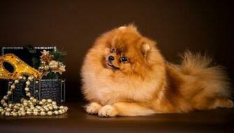 Spitz Casket Dog Down Puppy Stock Photos Image HD