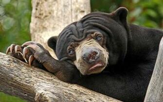 Bored Black Bear Wallpaper In Resolution