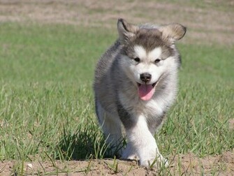 Cute Baby Wolf Wallpaper