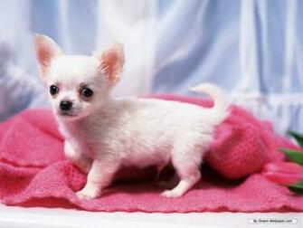 Animal Wallpaper Chihuahua Index