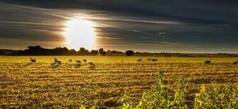 Goose Hunting Wallpaper Early Season Hunt Waseca