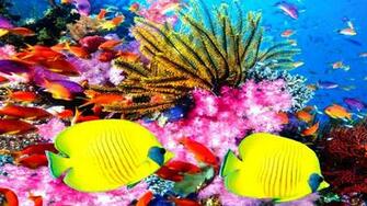 Coral Reefs High Quality Wallpaper Sa