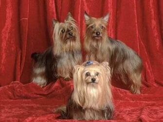 Yorkie Puppies Pictures The Animal Life