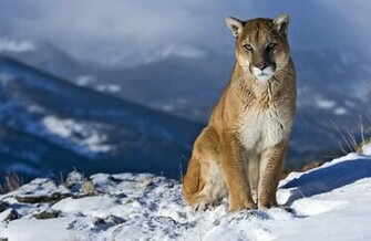 Puma HD Wallpaper