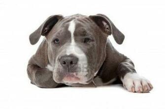American Pitbull Background Wallpaper HD