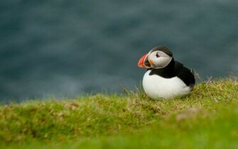Puffin Wallpaper