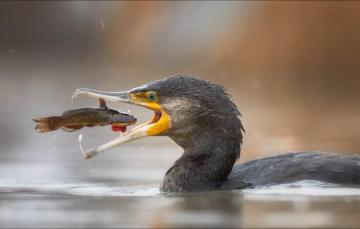 Wallpaper Bird Food Fisher Fish Animals Image For Desktop
