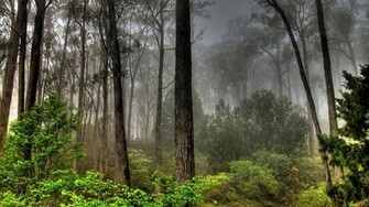 Wallpaper Proslut High Resolution Beautiful Nature Jungle
