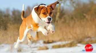 Pitbull Dog Wallpaper Live Background