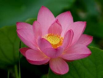 Pink Lotus Flowers Flower HD Wallpaper Image Pictures Tattoos