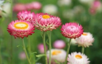Summer Flower Meadow Wallpaper HD