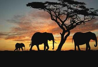 Wallpaper Elephant Silhouette Tree Sunset Africa Savannah Desktop