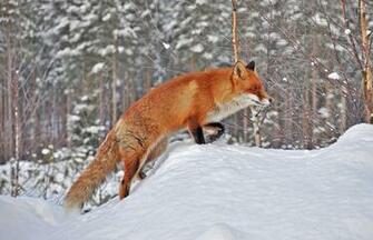 Picture Of A Red Fox In The Snow Winter HD Animal Wallpaper