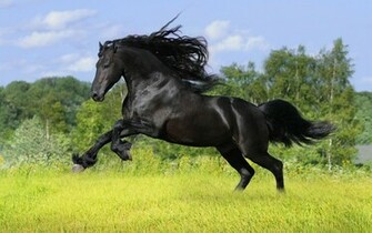 Horse Wallpaper Arabian Beautiful