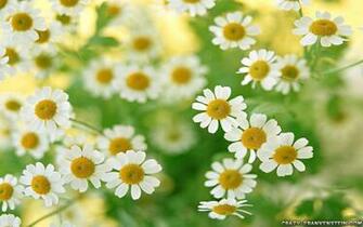 Daisy Flowers Wallpaper HD HDesktops