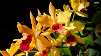 Orchids Wallpaper HD