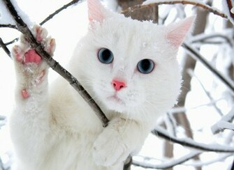 White Cat Wallpaper Beautiful Desktop