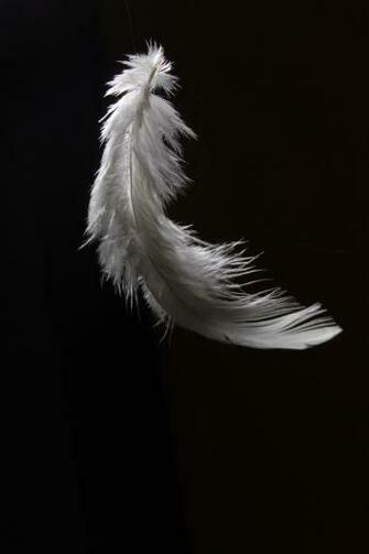 Chase The Wind Good Night Feather Wallpaper Red