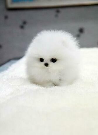 Cute Puppy Wallpaper Group