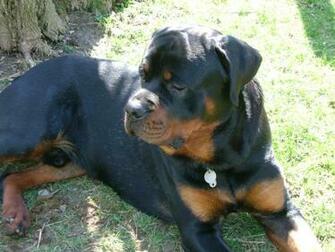 Giant Rottweilers Desktop Wallpaper Dogbreedswallpaper