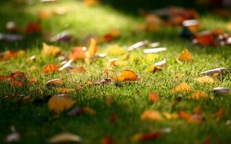 Fall Wallpaper Falling Leaves