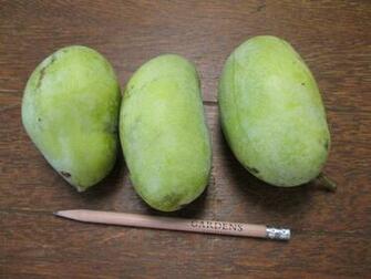 The Pawpaw Rotary Botanical Gardens