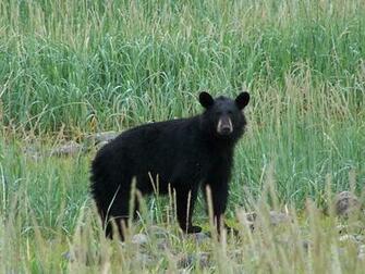 Black Bear Desktop Wallpaper
