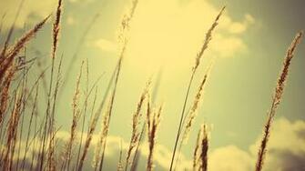 Ing Corn Cornfield HD Wallpaper Color Palette Tags