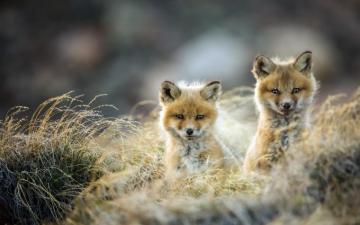 Wallpaper Small Fox Field Evening Sunset Wildlife
