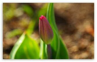 Early Spring Tulip HD Desktop Wallpaper High Definition Fullscreen