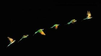 Birds Wallpaper Best Wide FHDq Image Collection