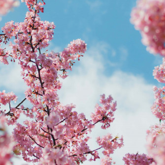 Cherry Blossoms Anime Scenery Wallpaper