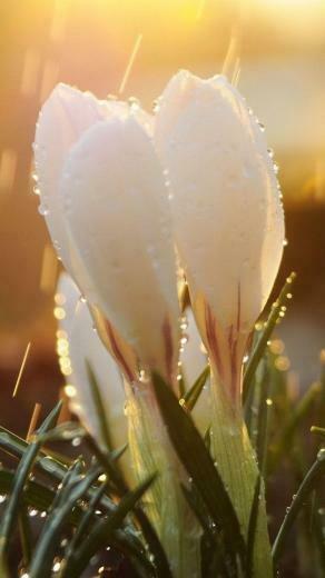 Crocus In A Sun Shower Flores Incre Bles Blancas