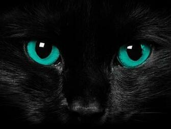 Cute Black Cat Wallpaper