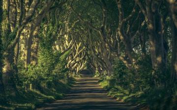 Woods Wallpaper On