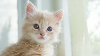 Cute Kitten Wallpaper