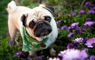 Flowers Animals Dogs Pug Wallpaper