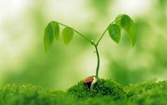 Spring Wallpaper Is A Great For Your Computer Desktop