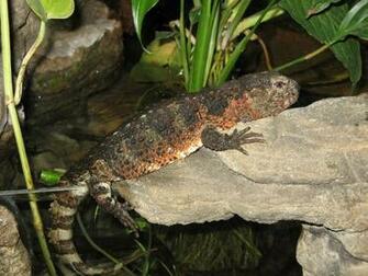 Chinese Crocodile Lizard Wallpaper Background