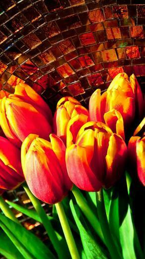 Wallpaper iPhone Tulips Tulip