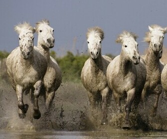 Beautiful Wallpaper Wild Horses