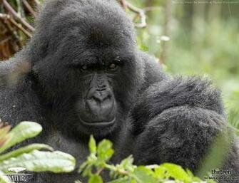 The Gorilla King Wallpaper Nature Pbs