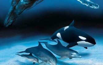 Dolphin HD Wallpaper