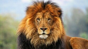 Lion Wallpaper HD 1080p Background Desktop
