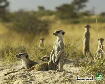Animal Planet Wallpaper