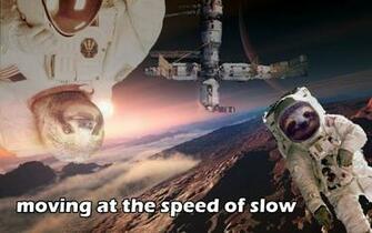 Sloth Wallpaper