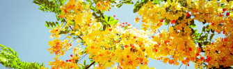 Enjoy The Beauty Of Spring On Your Dual Monitor Setup