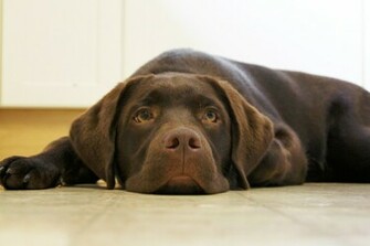 Chocolate Labrador Retriever Wallpaper Desktop H767464 Animals HD