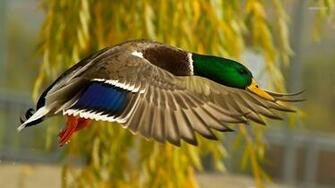 Mallard Wallpaper