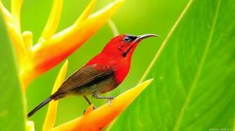 Birds Screensavers And Wallpaper